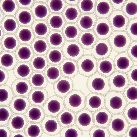 Acai berry