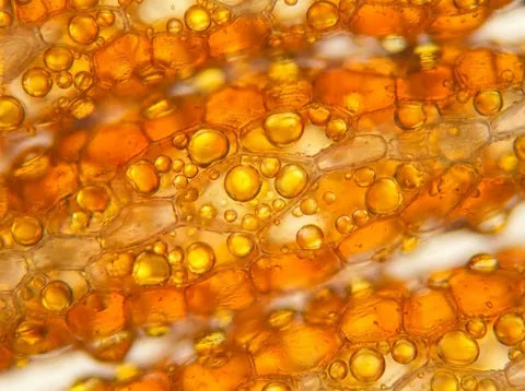 Puredia SeaBerry®
